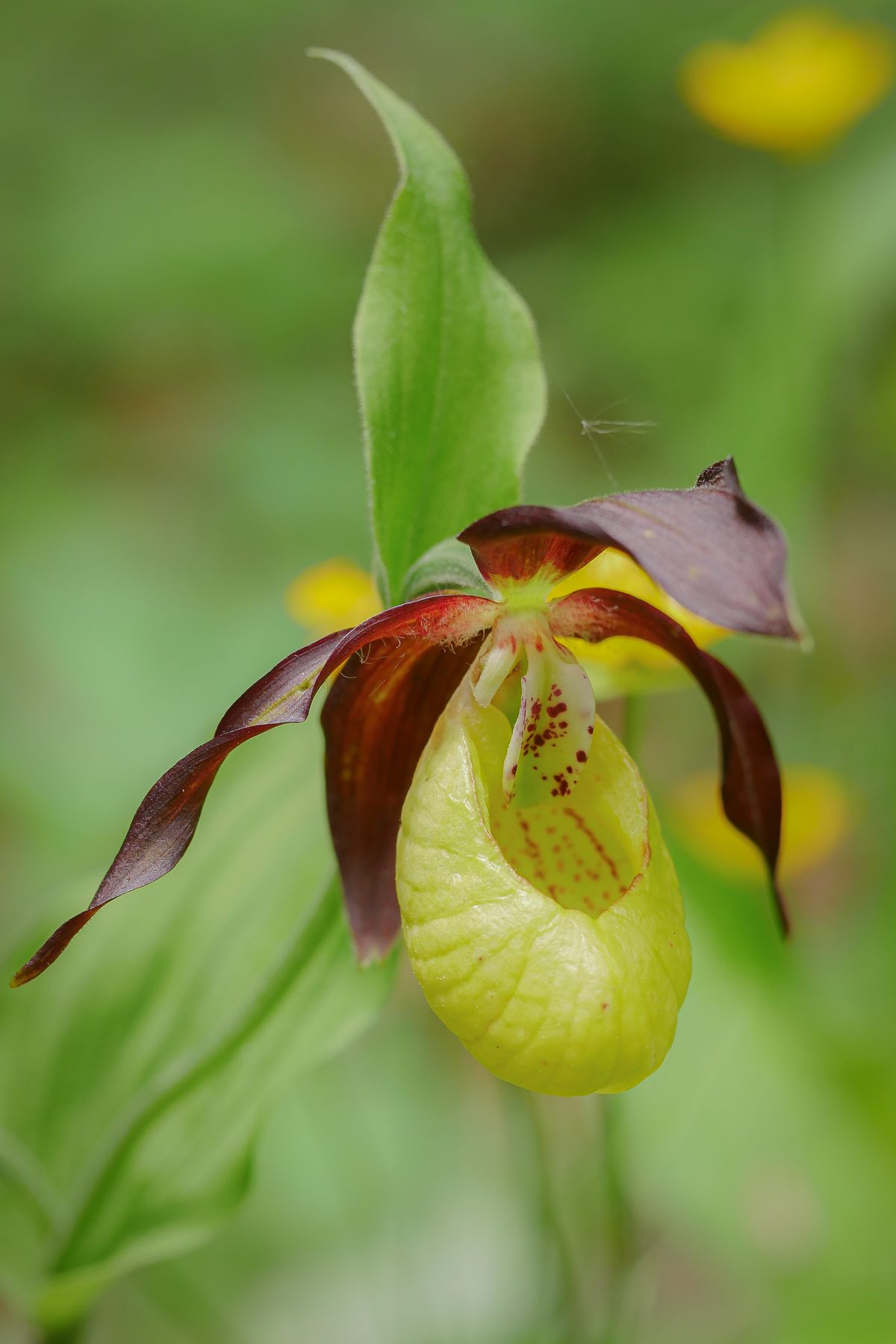 Alpine flora in summer bloom