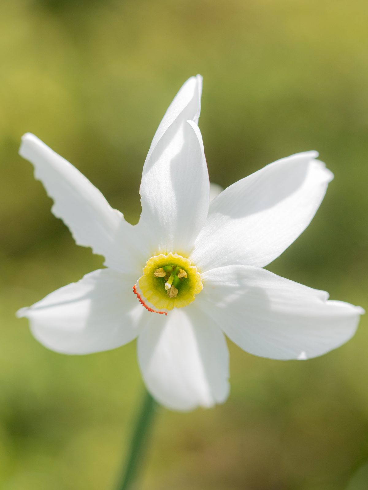 Close-up of alpine flowers and mountain landscape