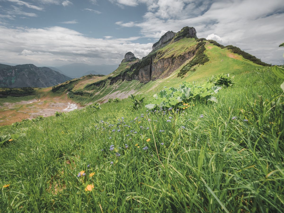 Alpine wildflower meadow with mountain peaks